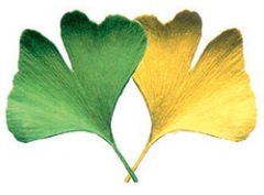Ginkgo-Blatt
